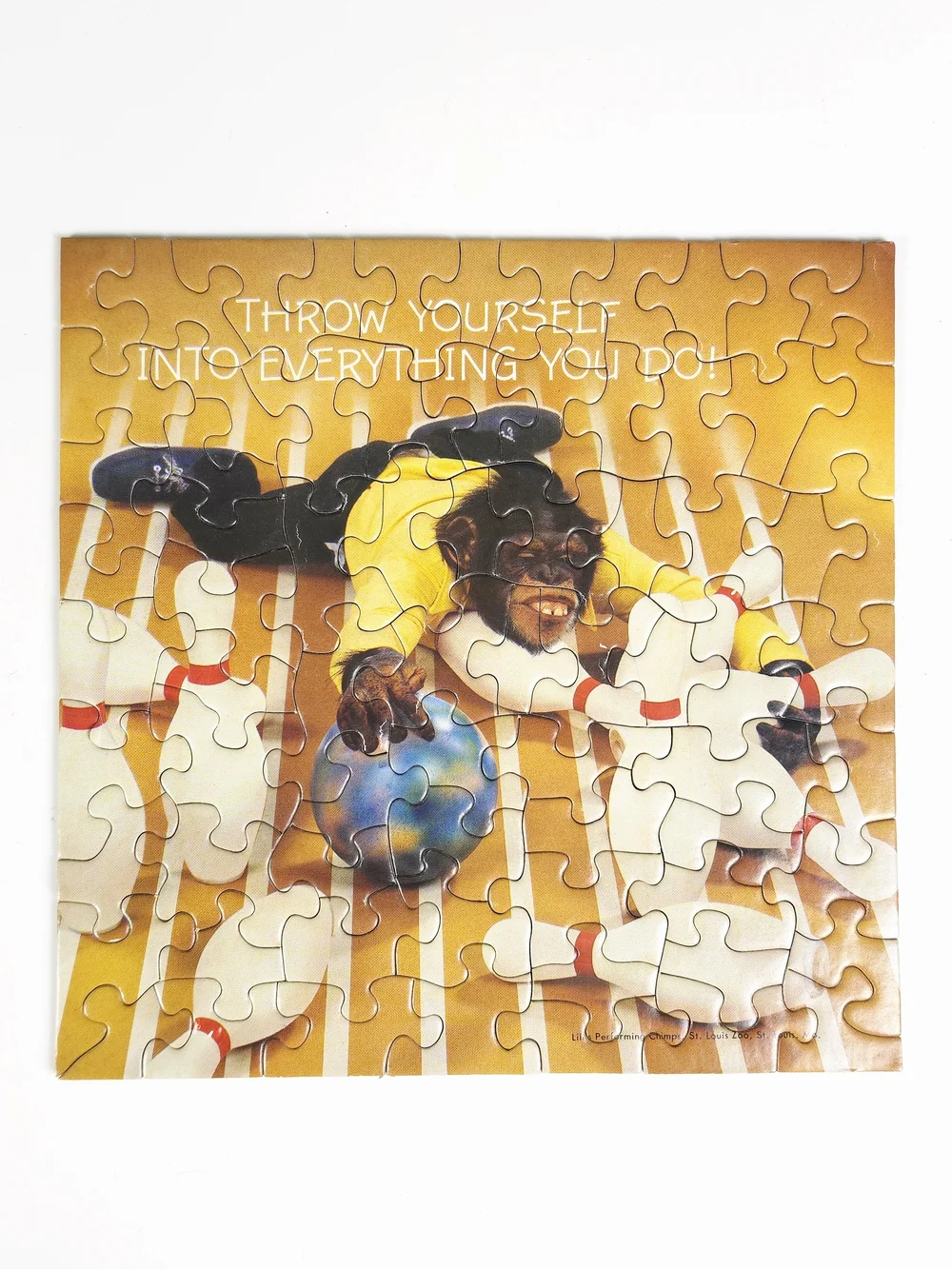 Springbok pins 70+ box